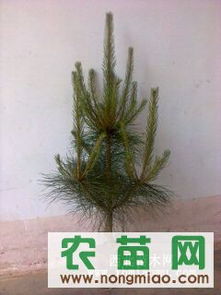 供應各種規格營養缽油松（30-120cm）——西裕村苗木基地，農苗網專業推薦