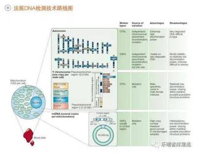 法醫(yī)DNA檢測行業(yè) 百億藍(lán)海市場蓄勢待發(fā)，技術(shù)創(chuàng)新驅(qū)動未來